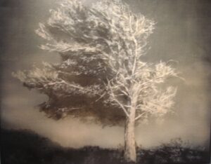 dipinto olio su tela, albero (copyright Paola Ravaglia )2010